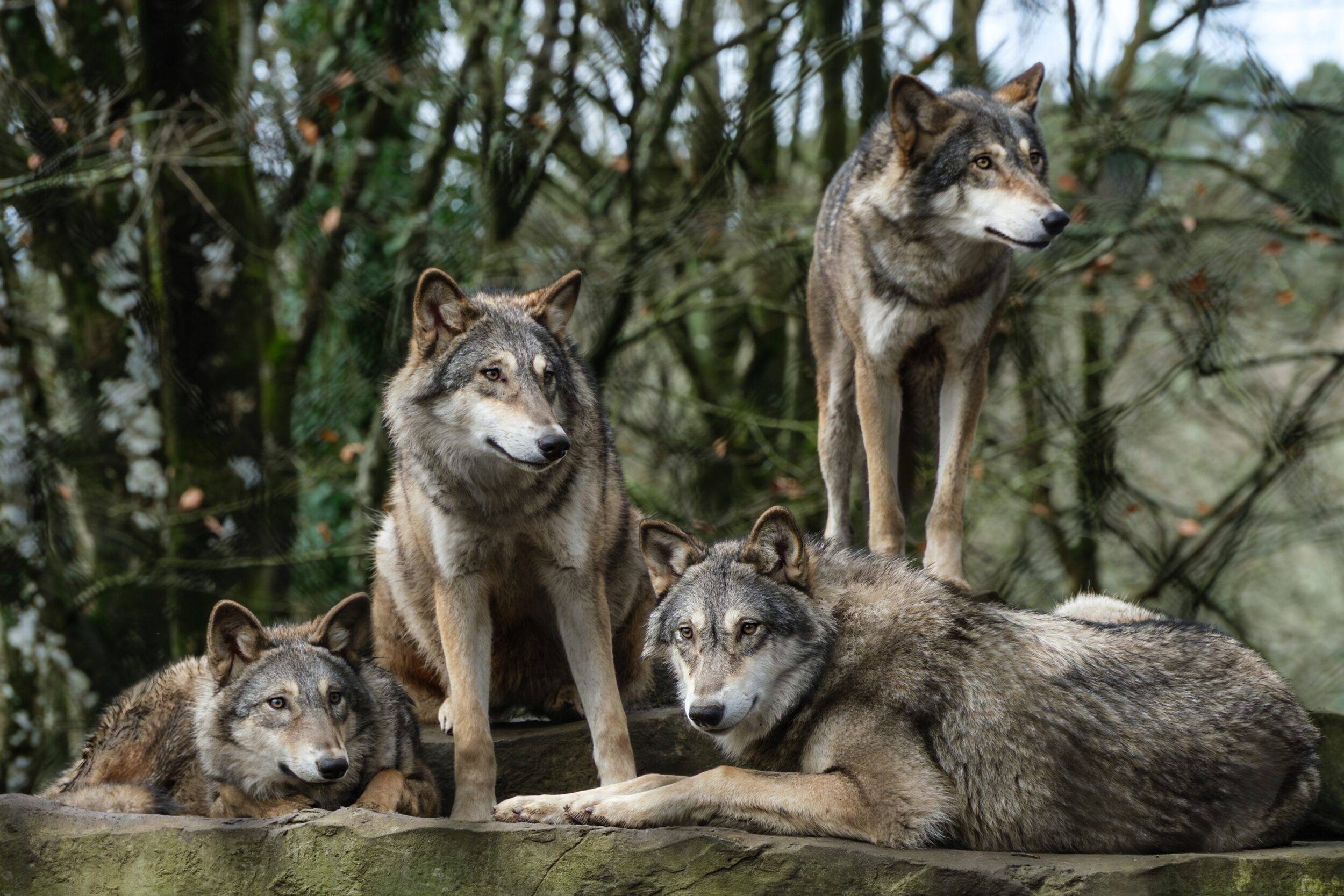 © Christine Guillemot - Les Terres de Nataé