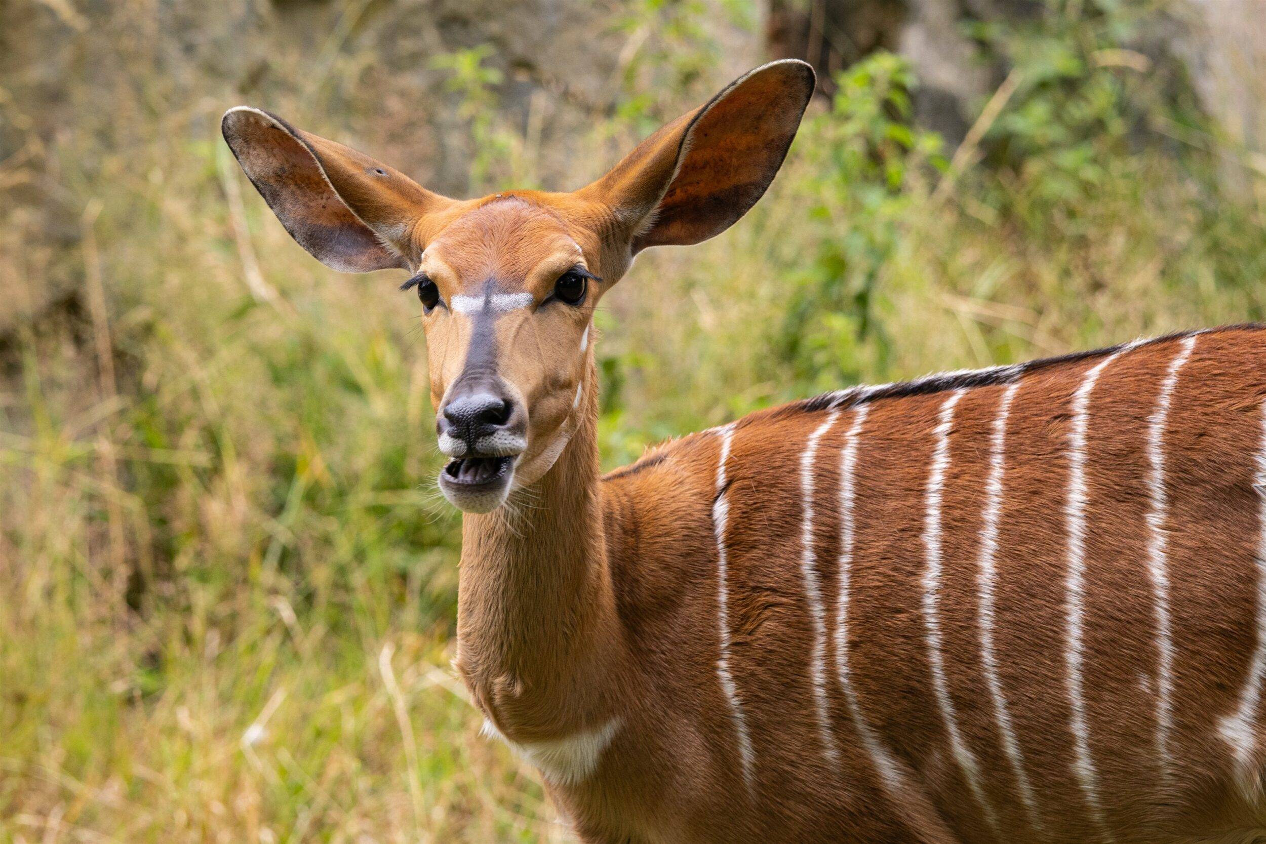 © Martine G. - Les Terres de Nataé