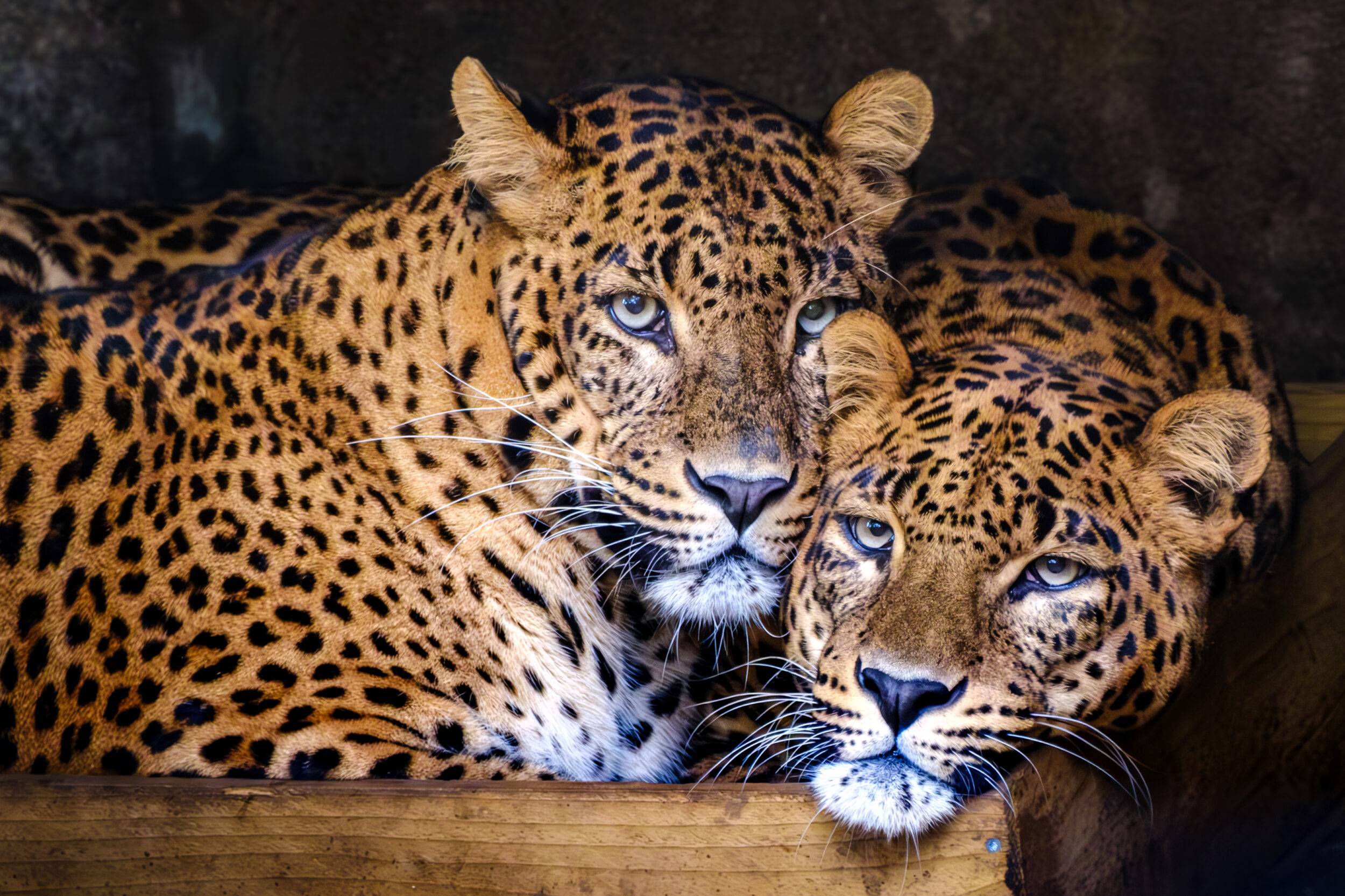 © Christine Guillemot - Les Terres de Nataé