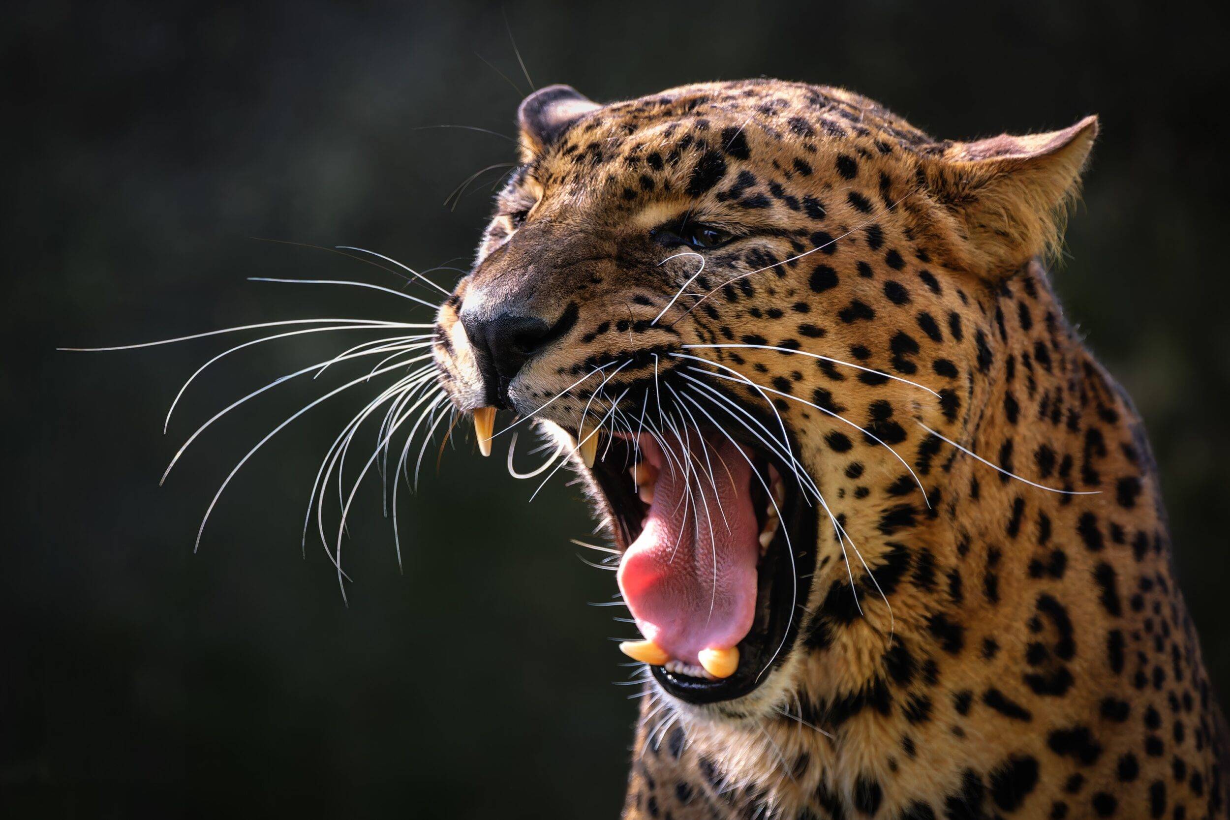 © Christine Guillemot - Les Terres de Nataé