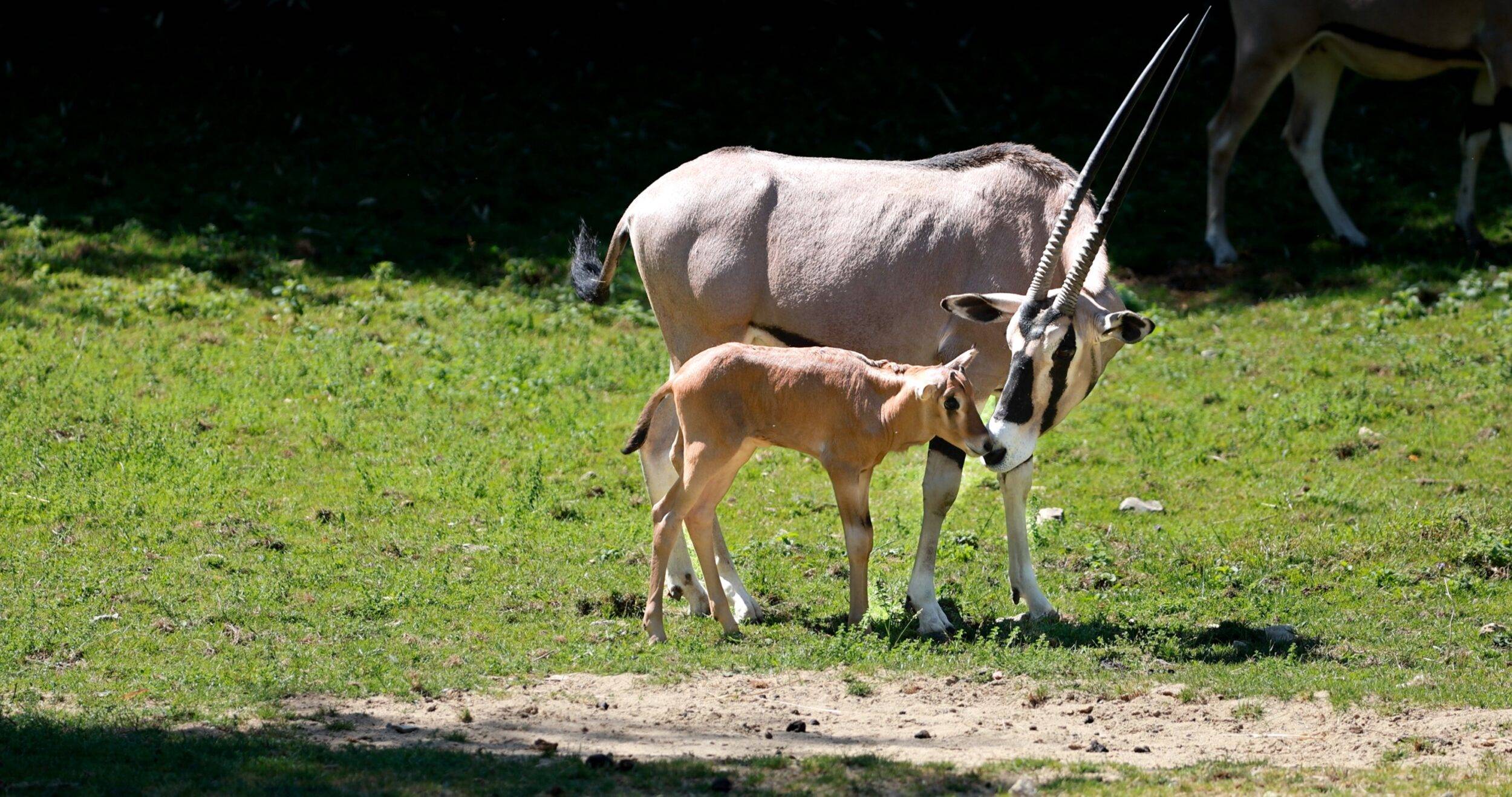 © ZooParc de Beauval