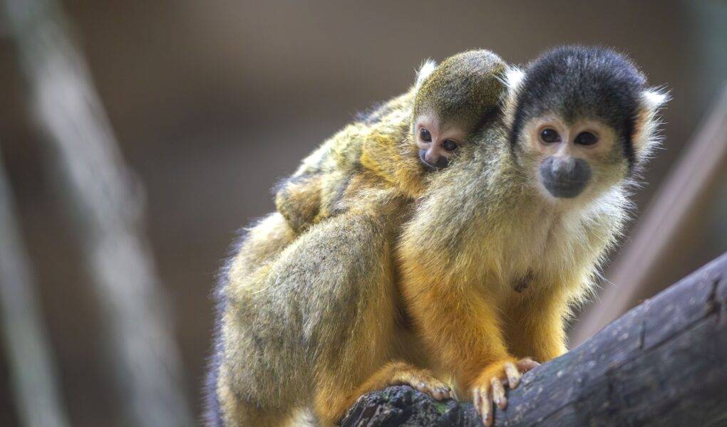© ZooParc de Beauval