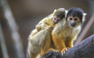 © ZooParc de Beauval