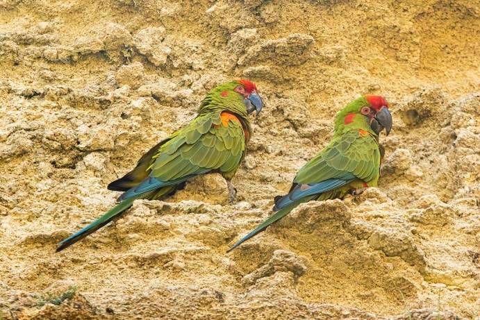 © Bioparc – P. Chabot