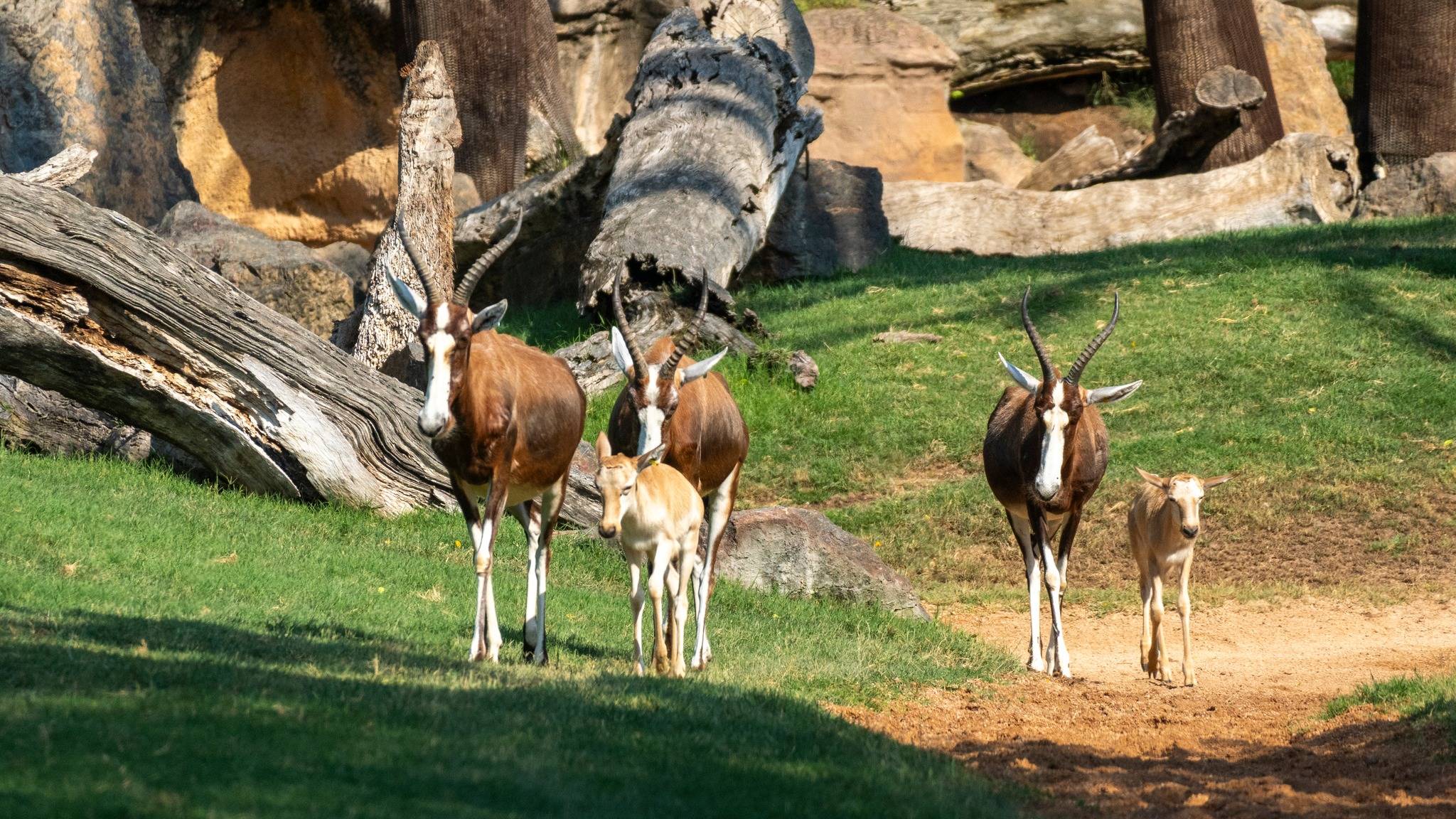 © Bioparc Valencia