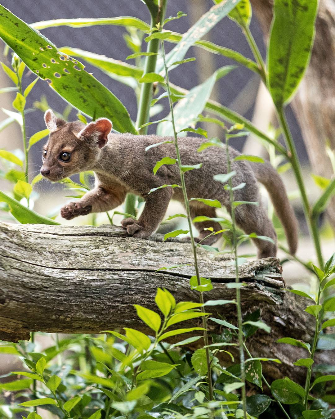 © MNHN – G. Balemboy