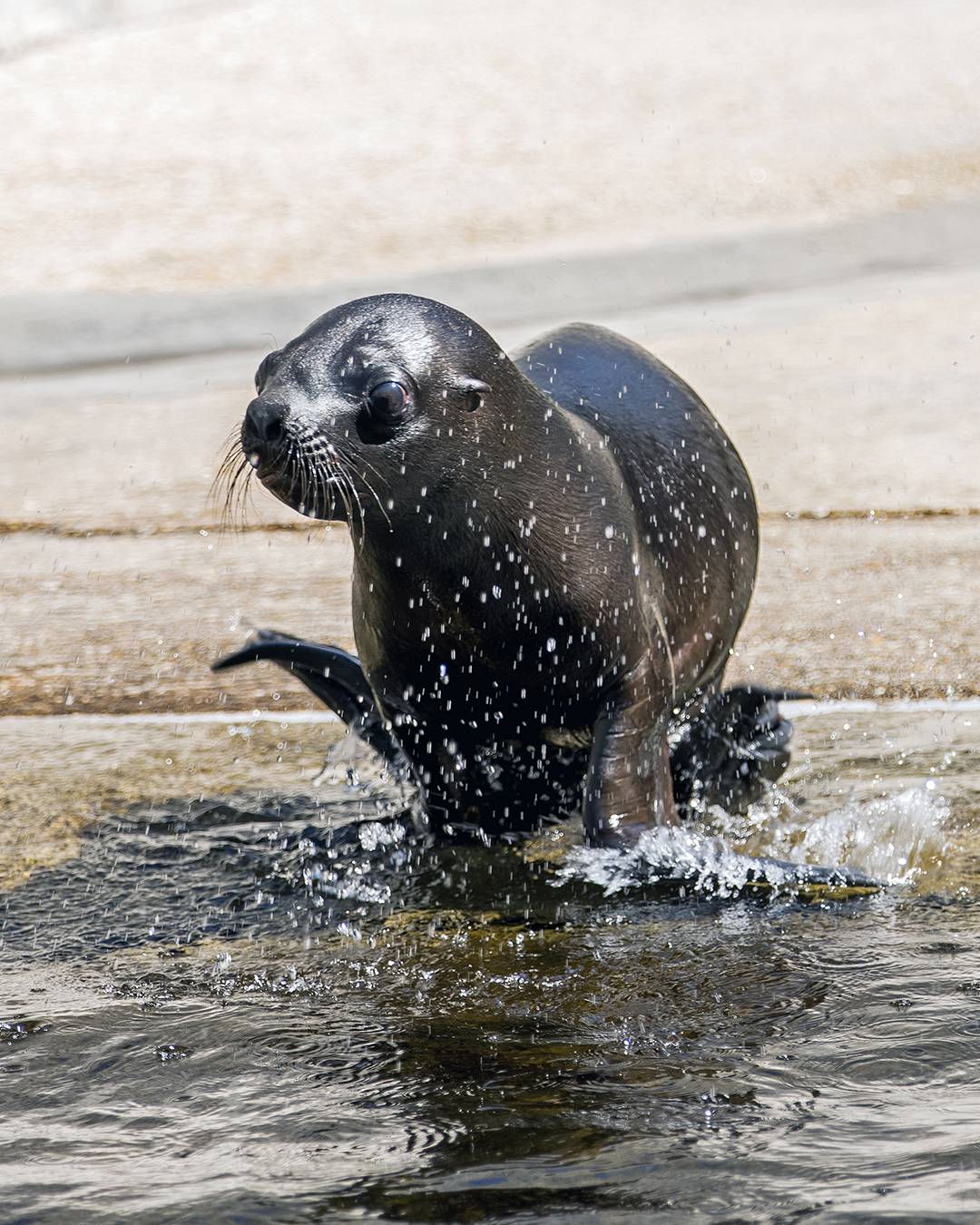 © MNHN – G. Balemboy