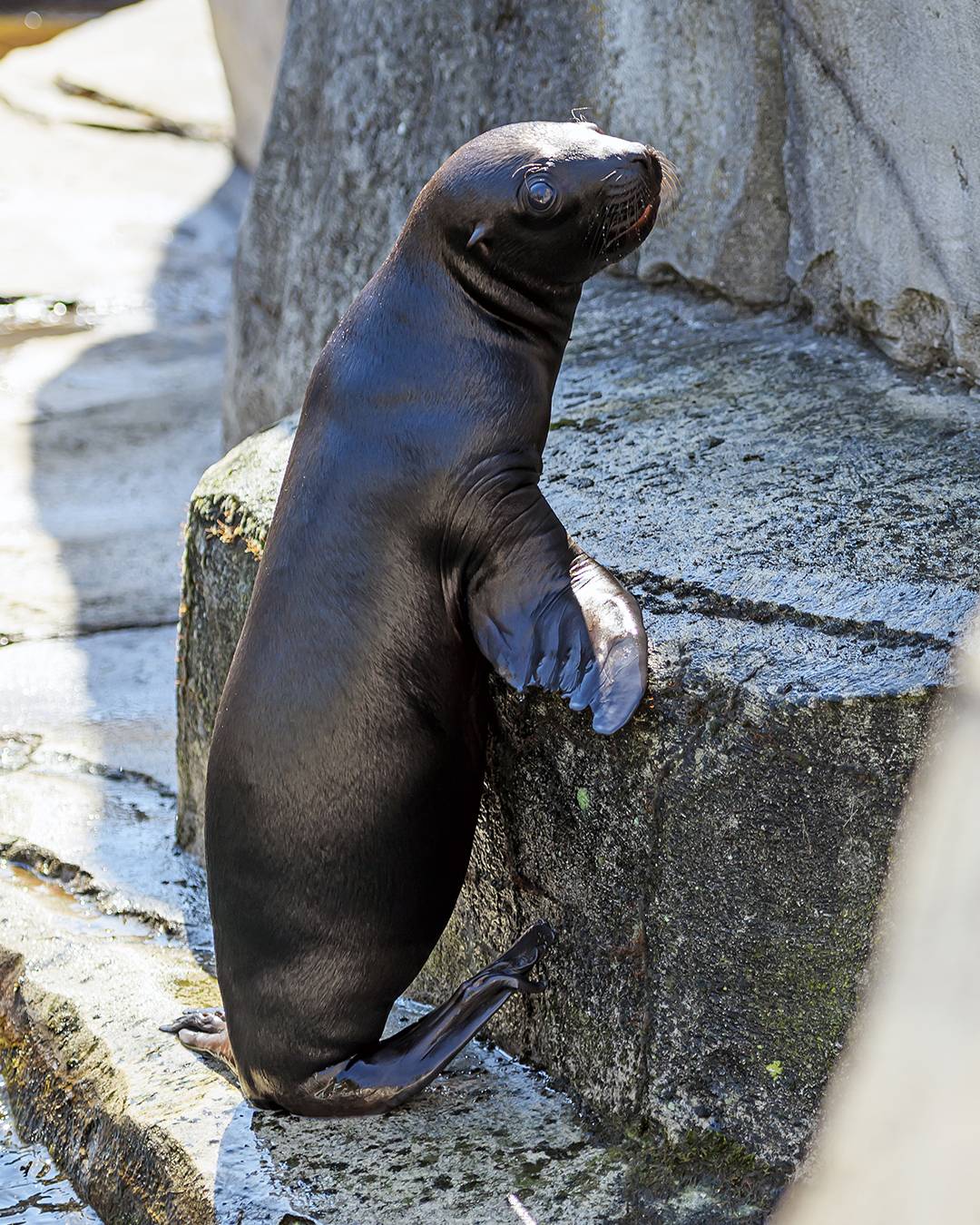 © MNHN – G. Balemboy