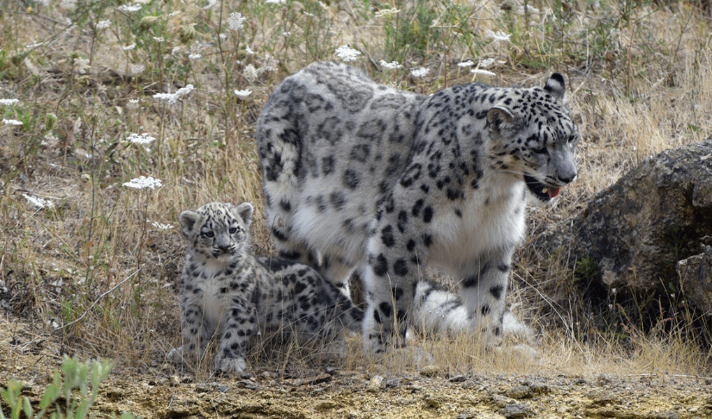 © Bioparc de Doué-la-Fontaine