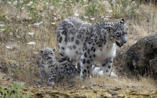 © Bioparc de Doué-la-Fontaine