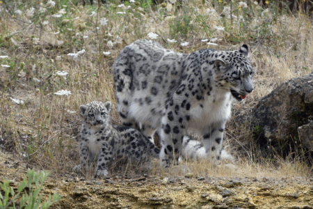 © Bioparc de Doué-la-Fontaine