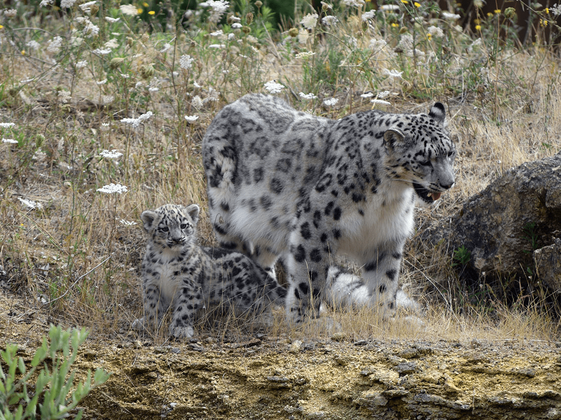 © Bioparc de Doué-la-Fontaine