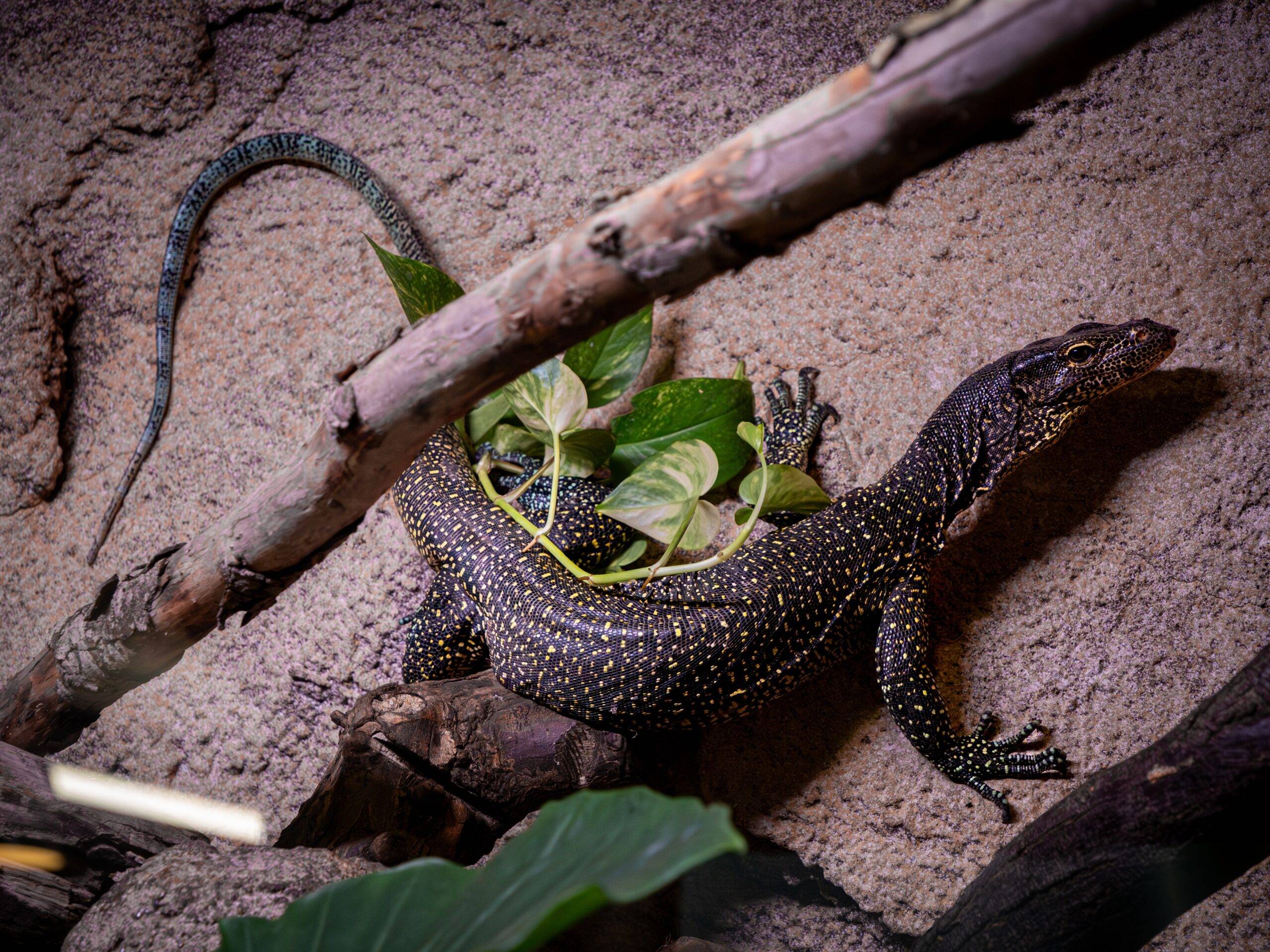 © La Ferme aux Crocodiles