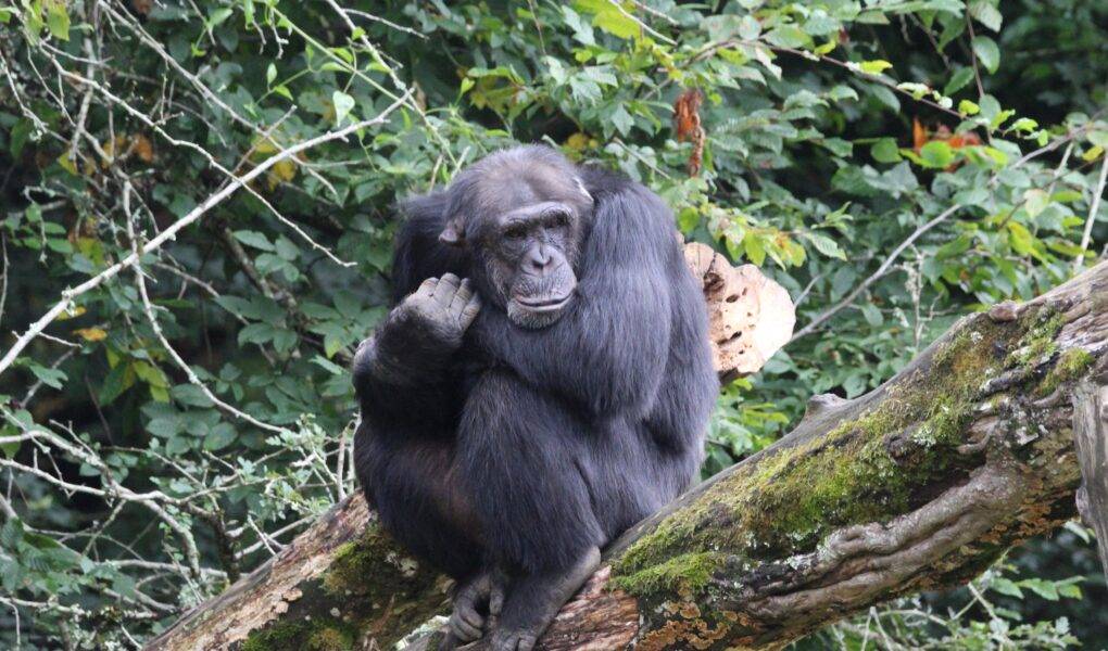 © Victor Lahcen - Nature et Zoo