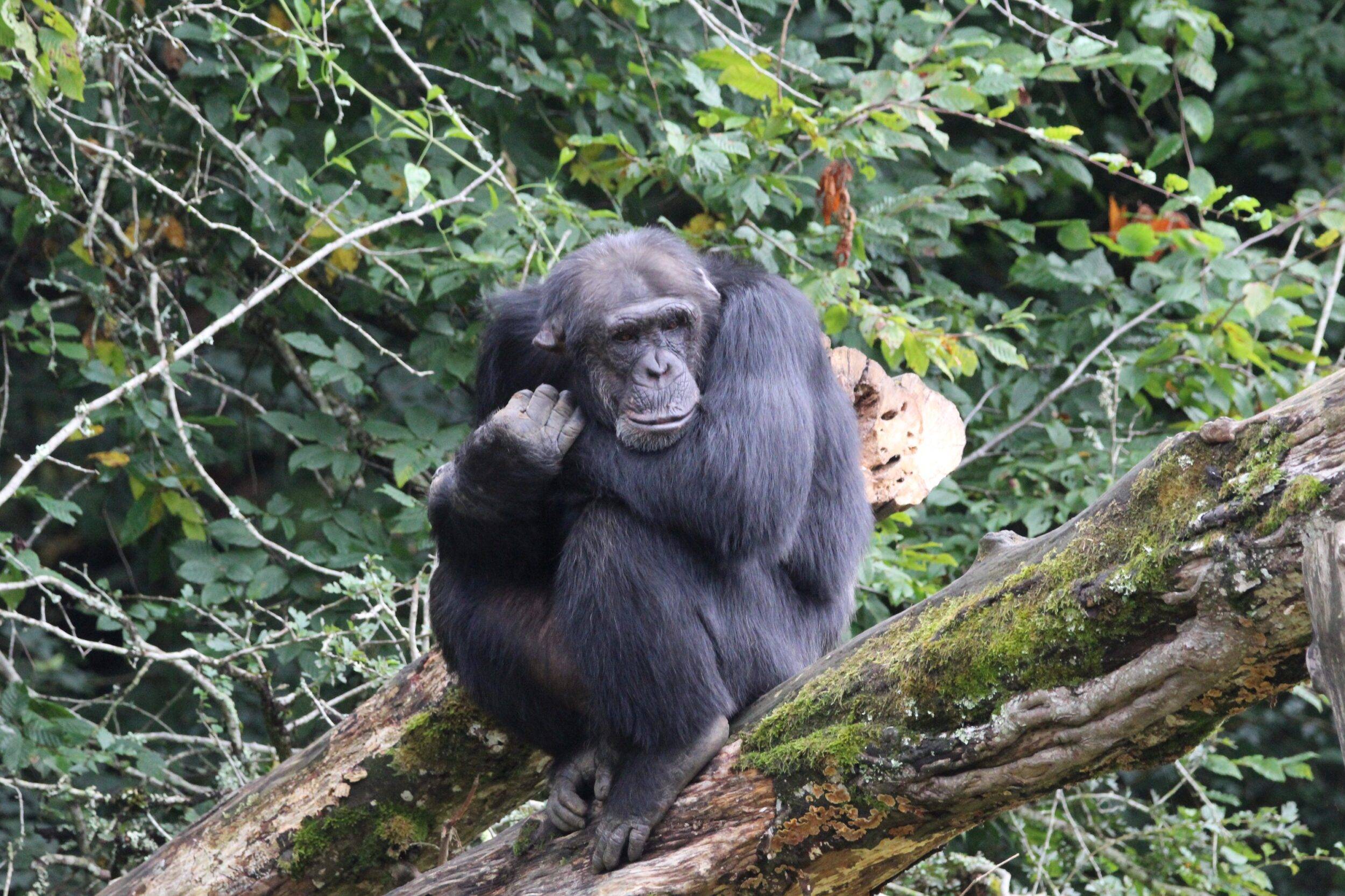 © Victor Lahcen - Nature et Zoo