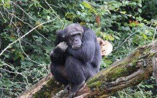 © Victor Lahcen - Nature et Zoo