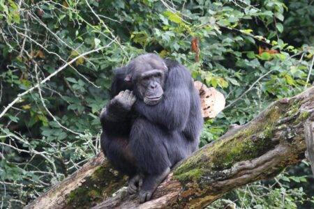 © Victor Lahcen - Nature et Zoo