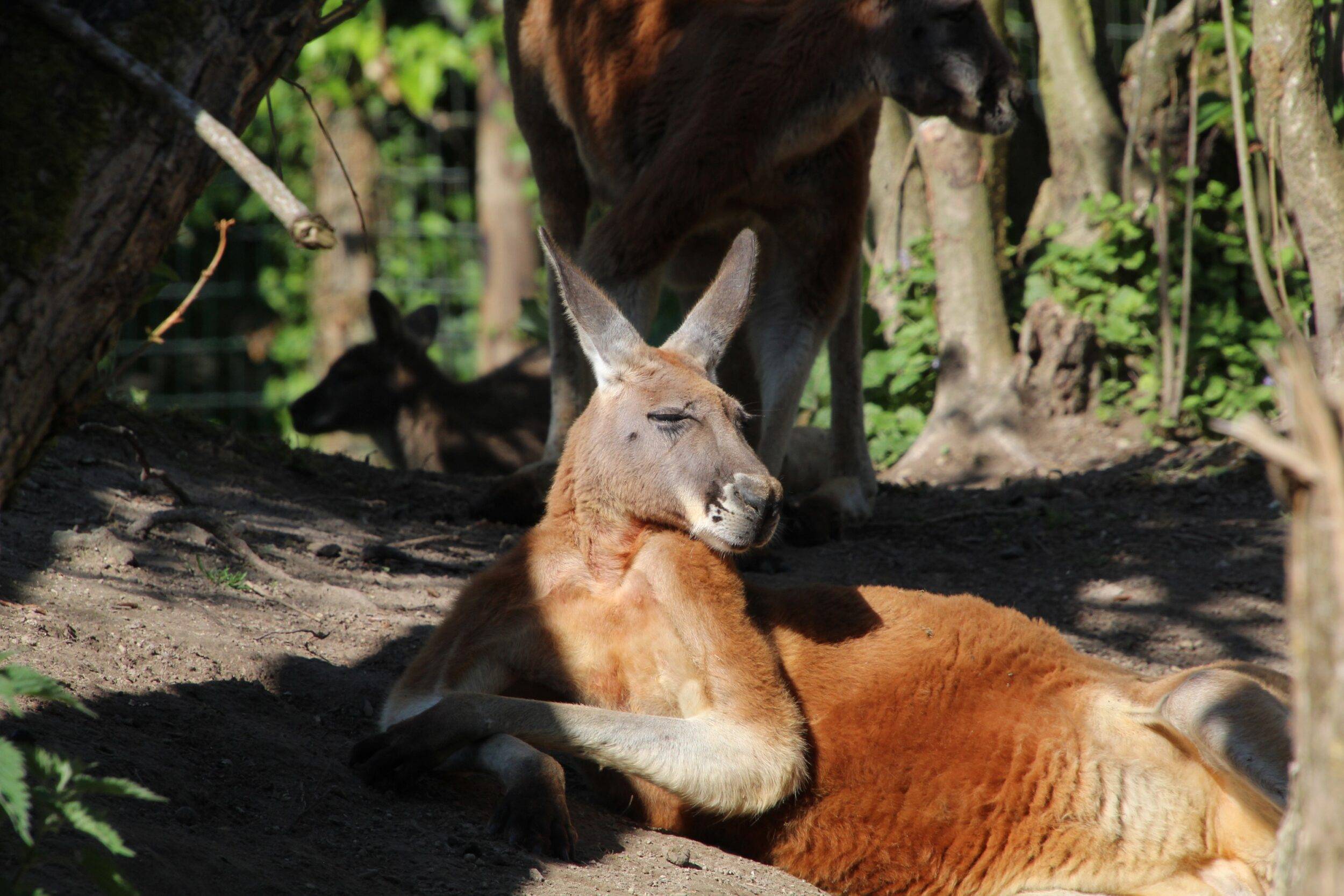 © Victor Lahcen - Nature et Zoo