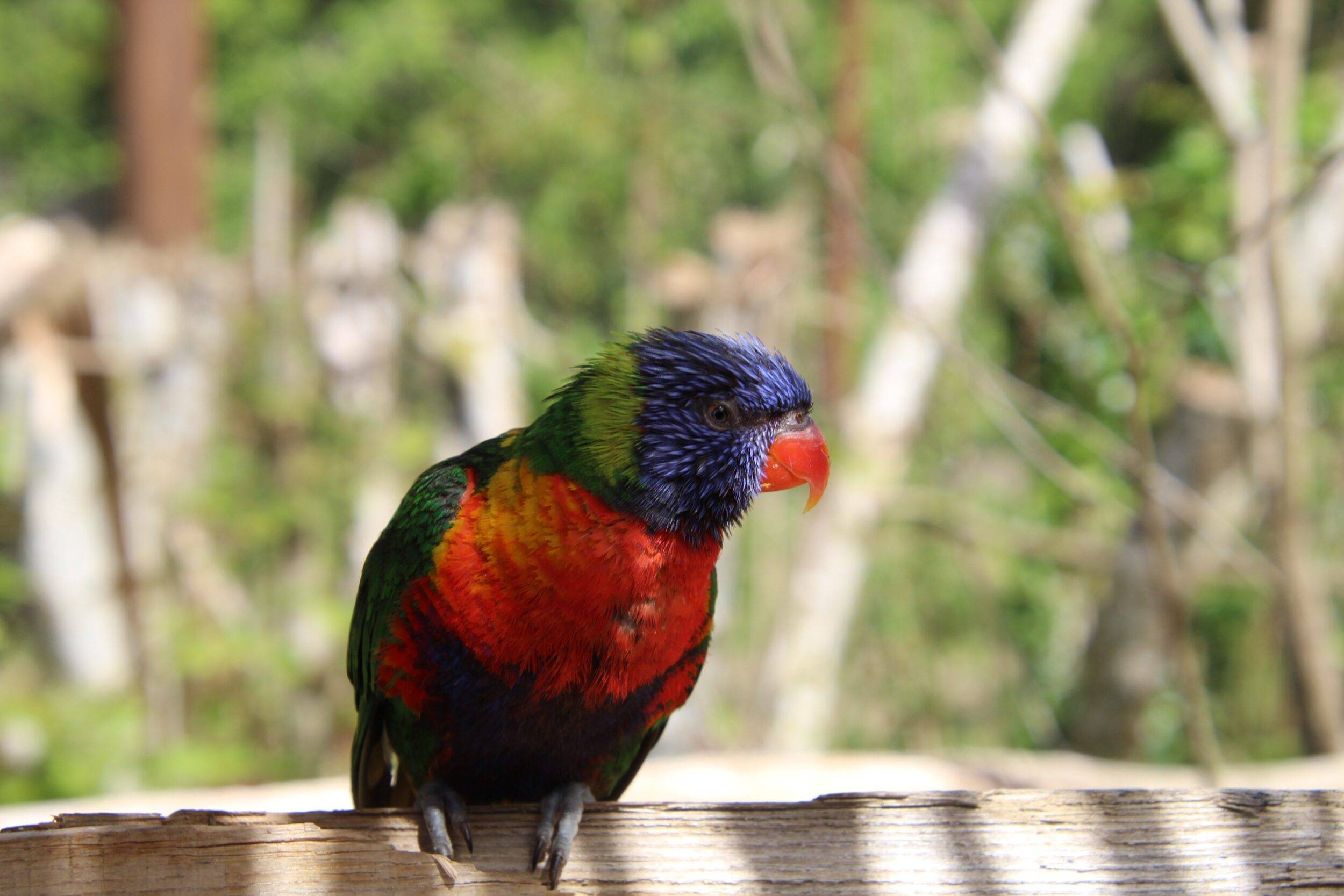 © Victor Lahcen - Nature et Zoo