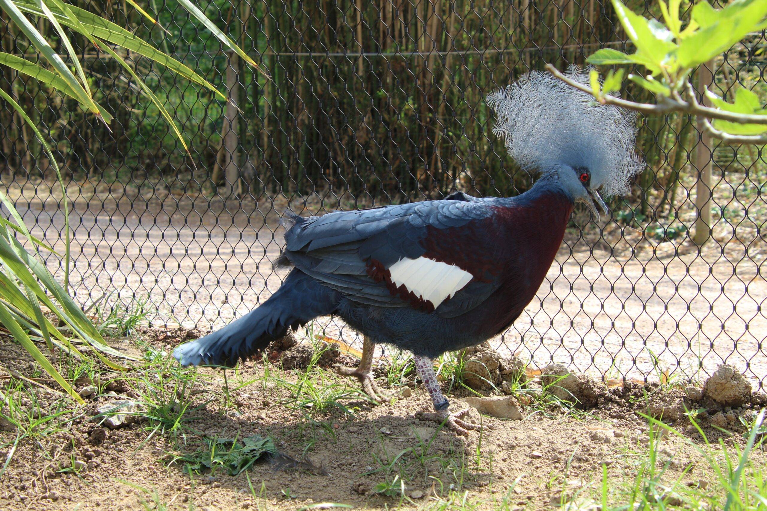 © Victor Lahcen - Nature et Zoo