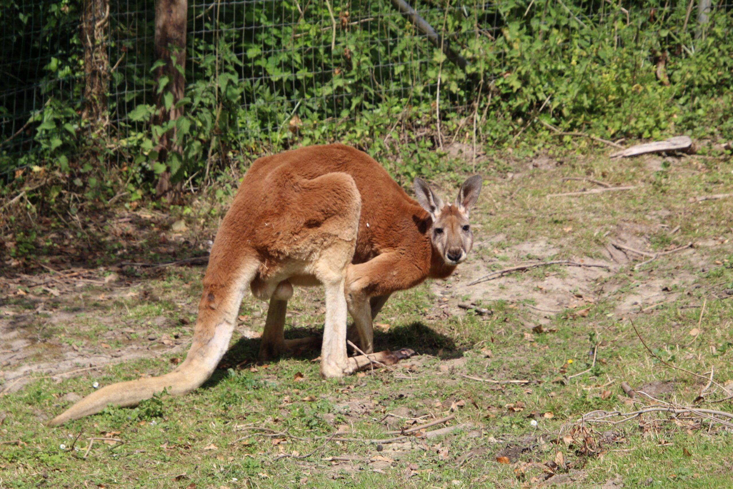 © Victor Lahcen - Nature et Zoo