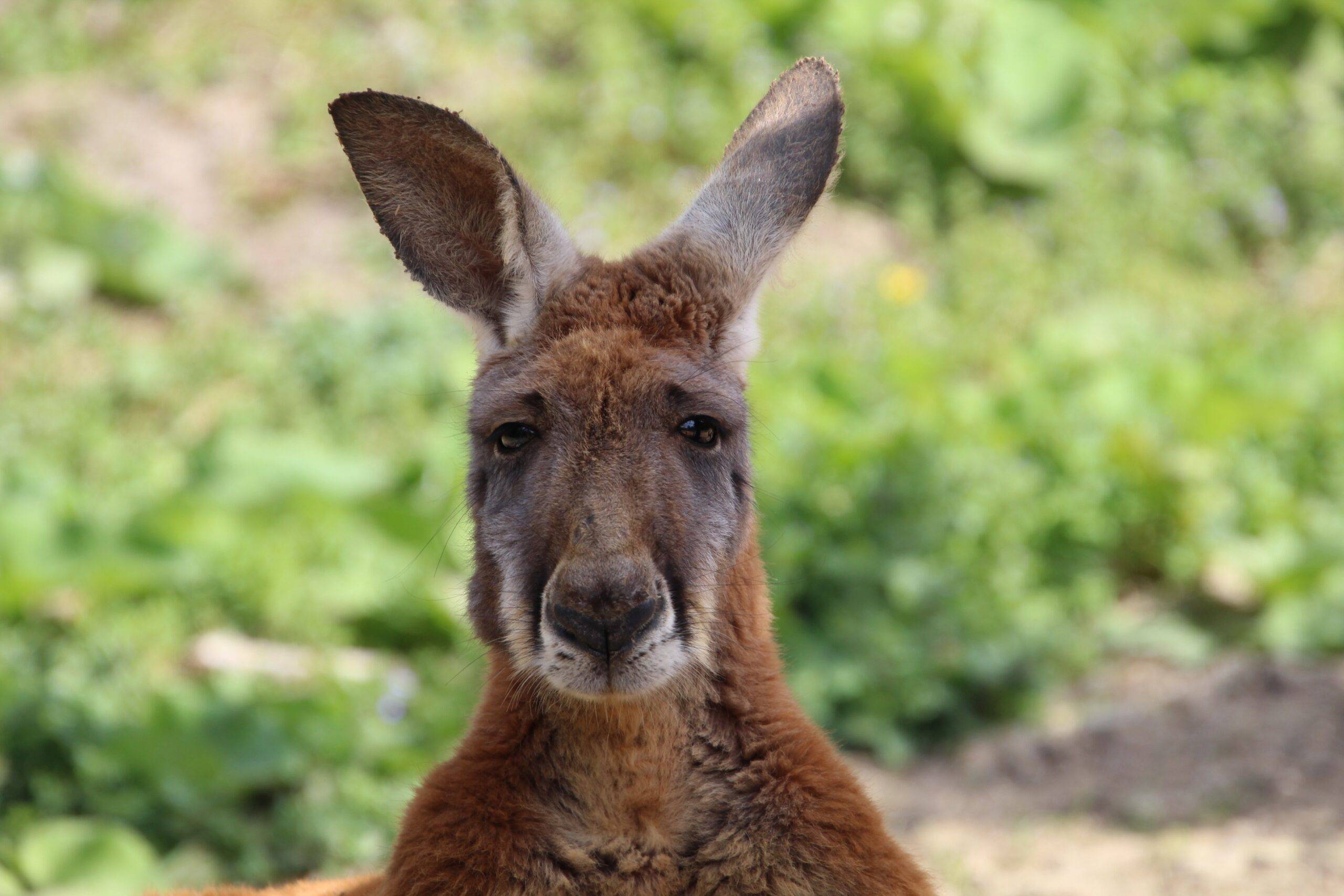 © Victor Lahcen - Nature et Zoo