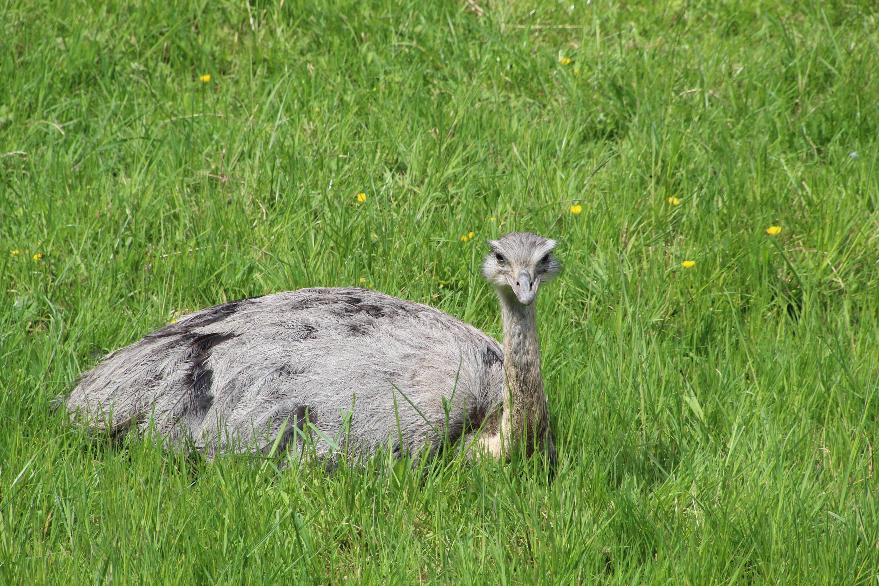 © Victor Lahcen - Nature et Zoo