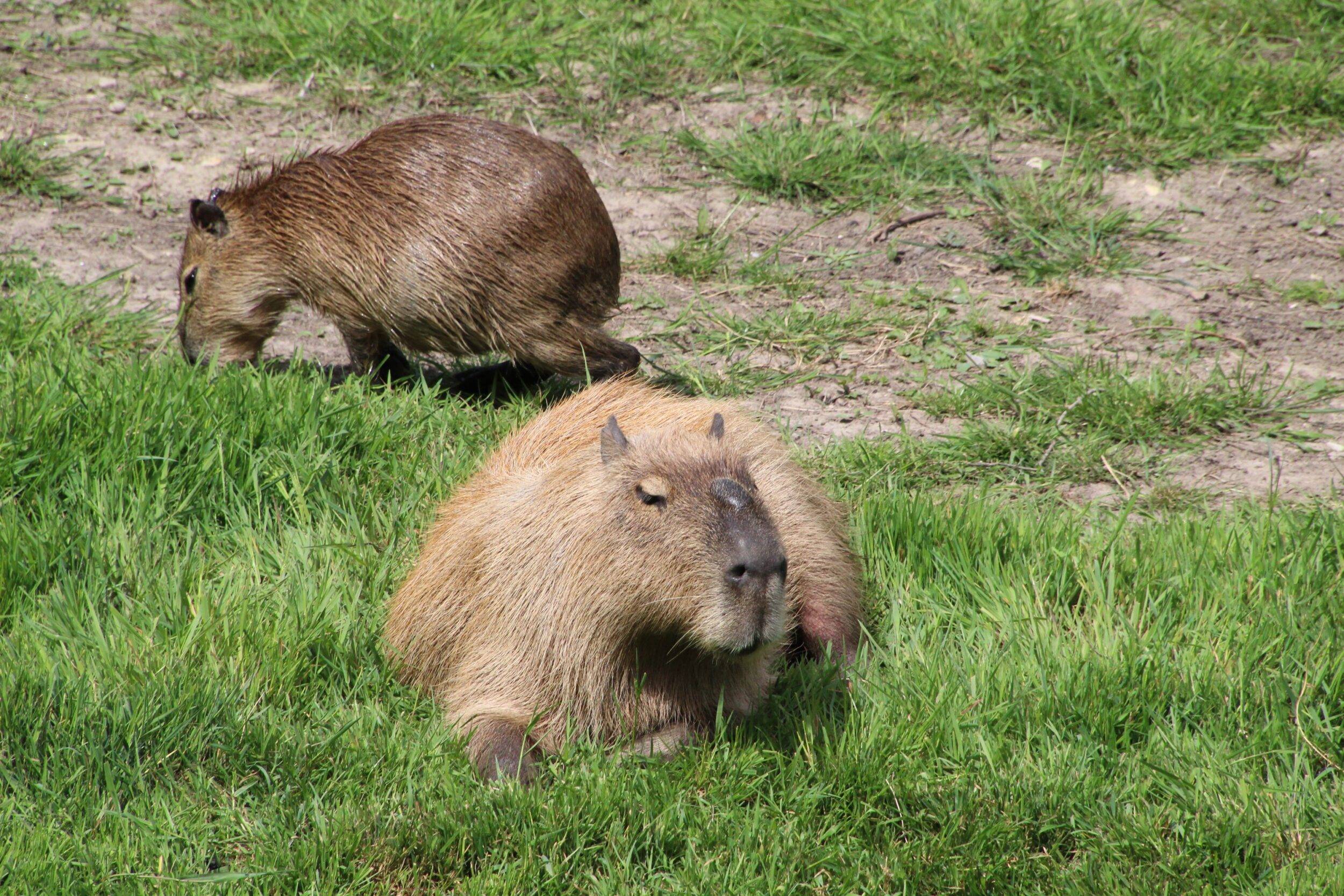 © Victor Lahcen - Nature et Zoo