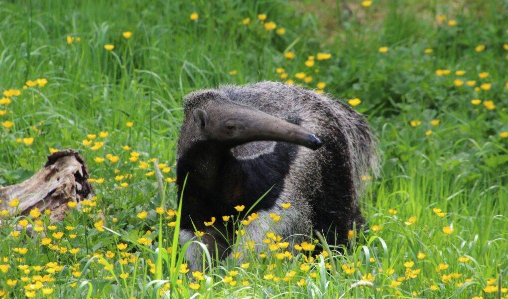 © Victor Lahcen - Nature et Zoo