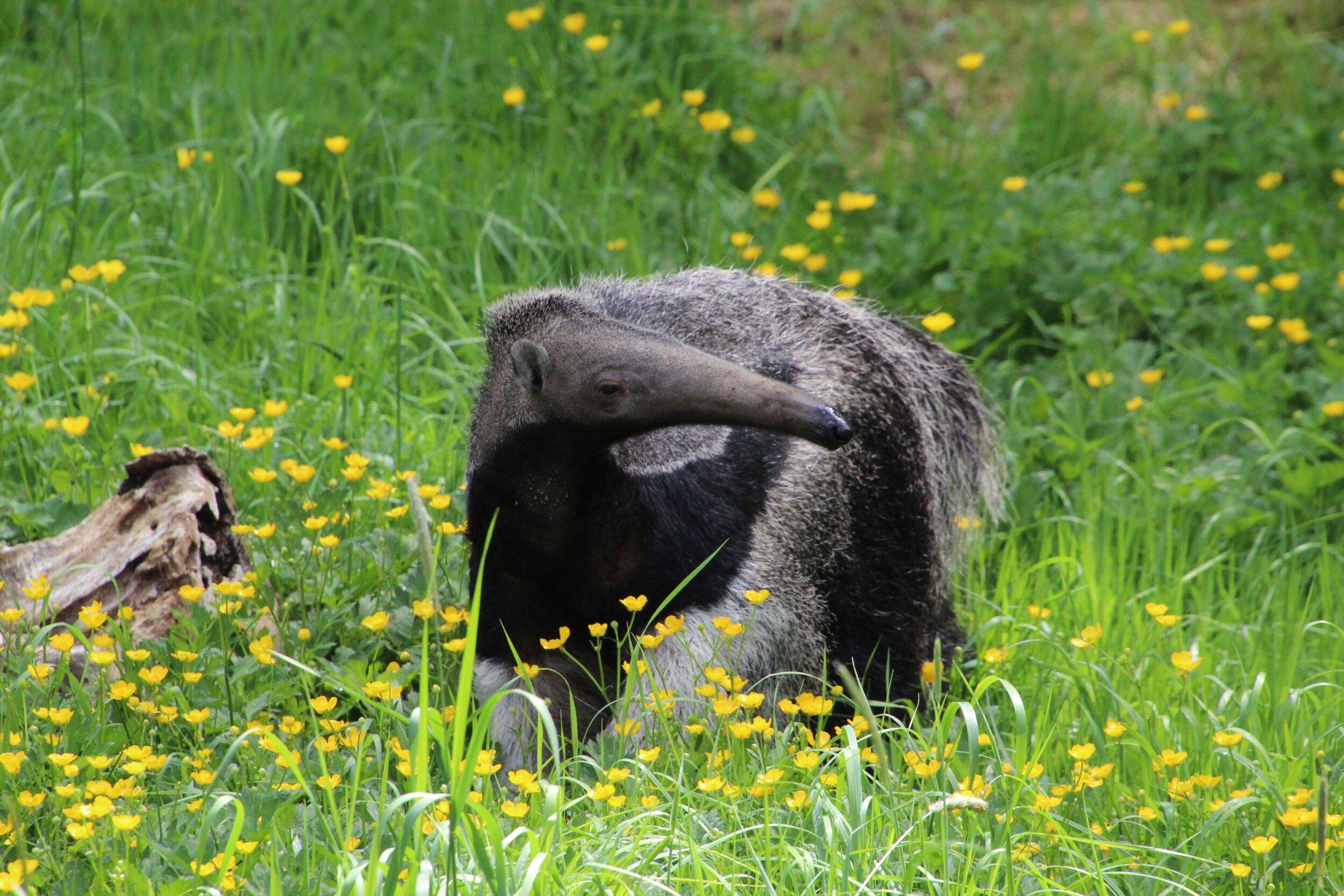 © Victor Lahcen - Nature et Zoo