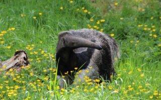 © Victor Lahcen - Nature et Zoo