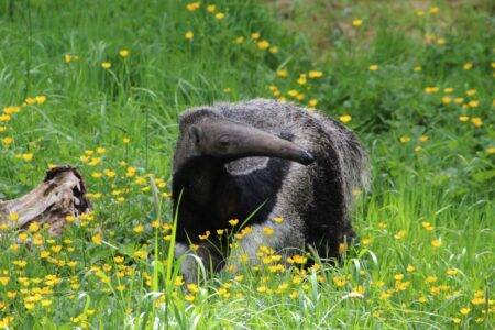 © Victor Lahcen - Nature et Zoo
