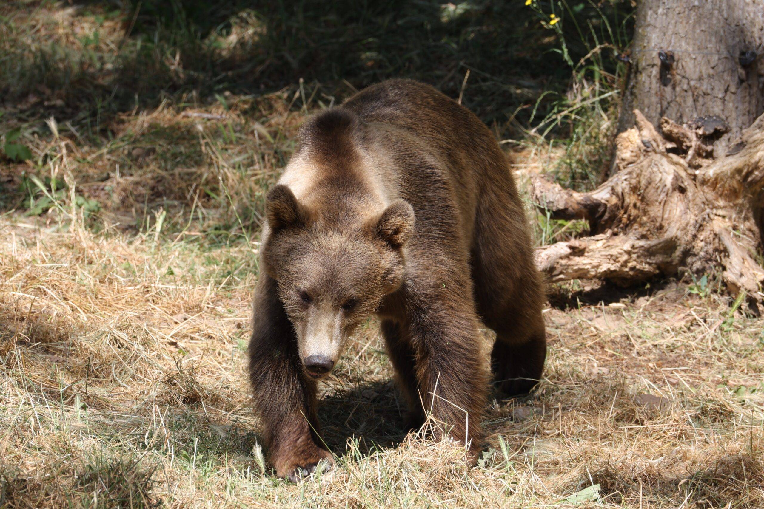 © Marc Nevoux - Parc animalier d'Auvergne