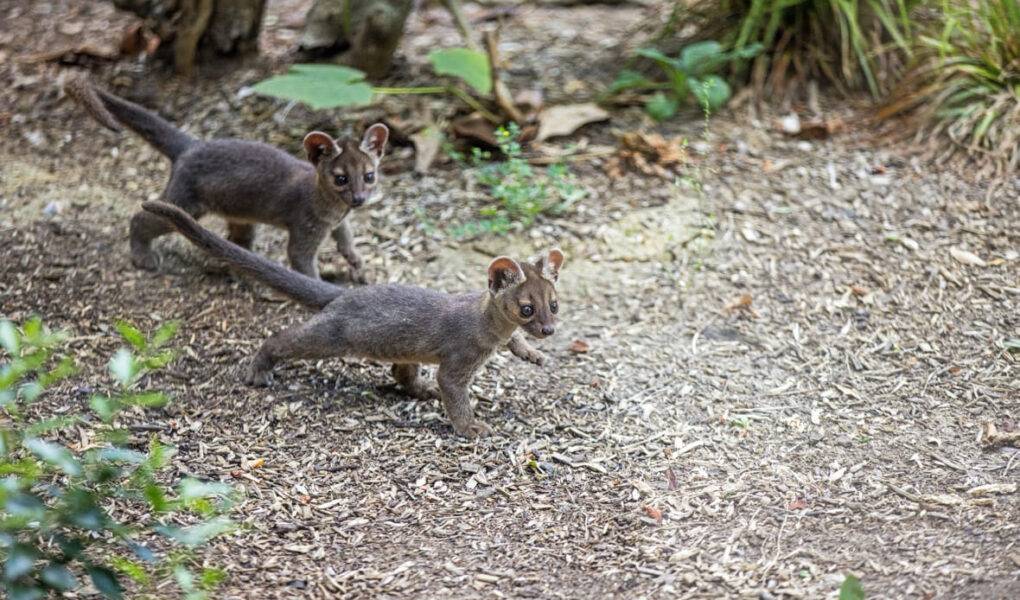 © MNHN – G. Balemboy