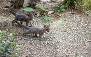 © MNHN – G. Balemboy