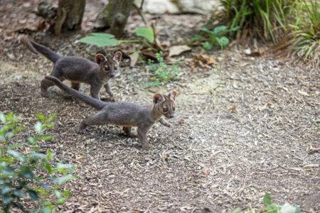 © MNHN – G. Balemboy