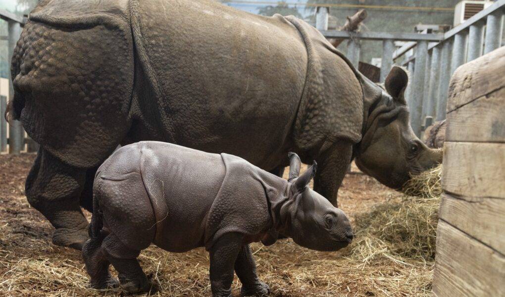 © ZooParc de Beauval