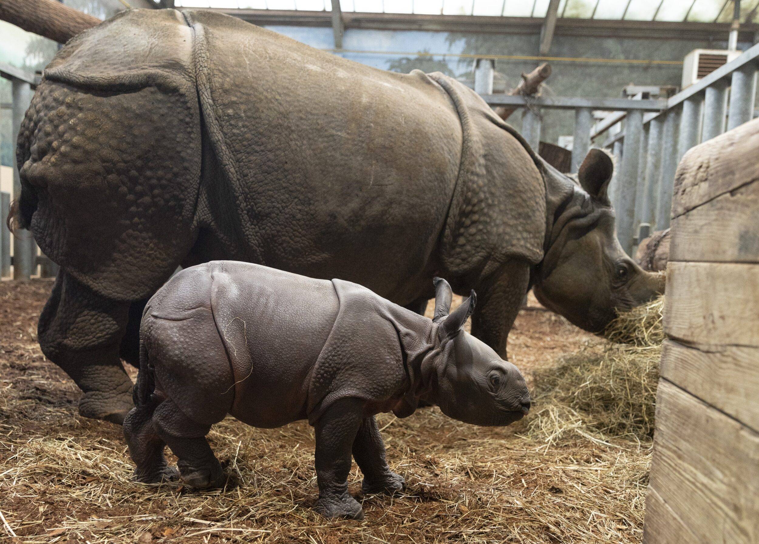 © ZooParc de Beauval
