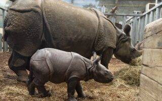 © ZooParc de Beauval
