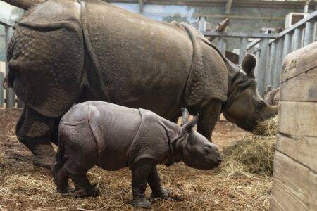 © ZooParc de Beauval