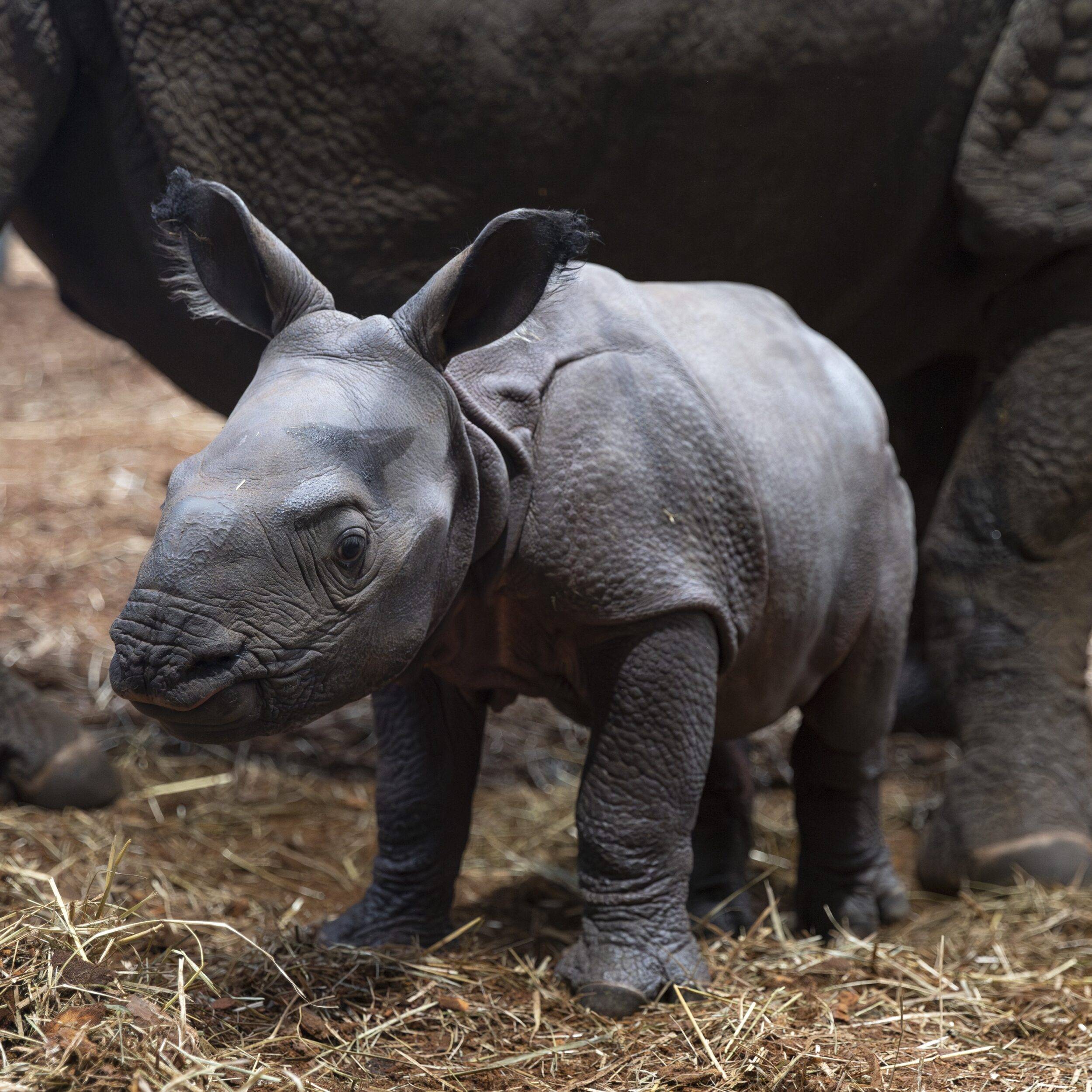 © ZooParc de Beauval
