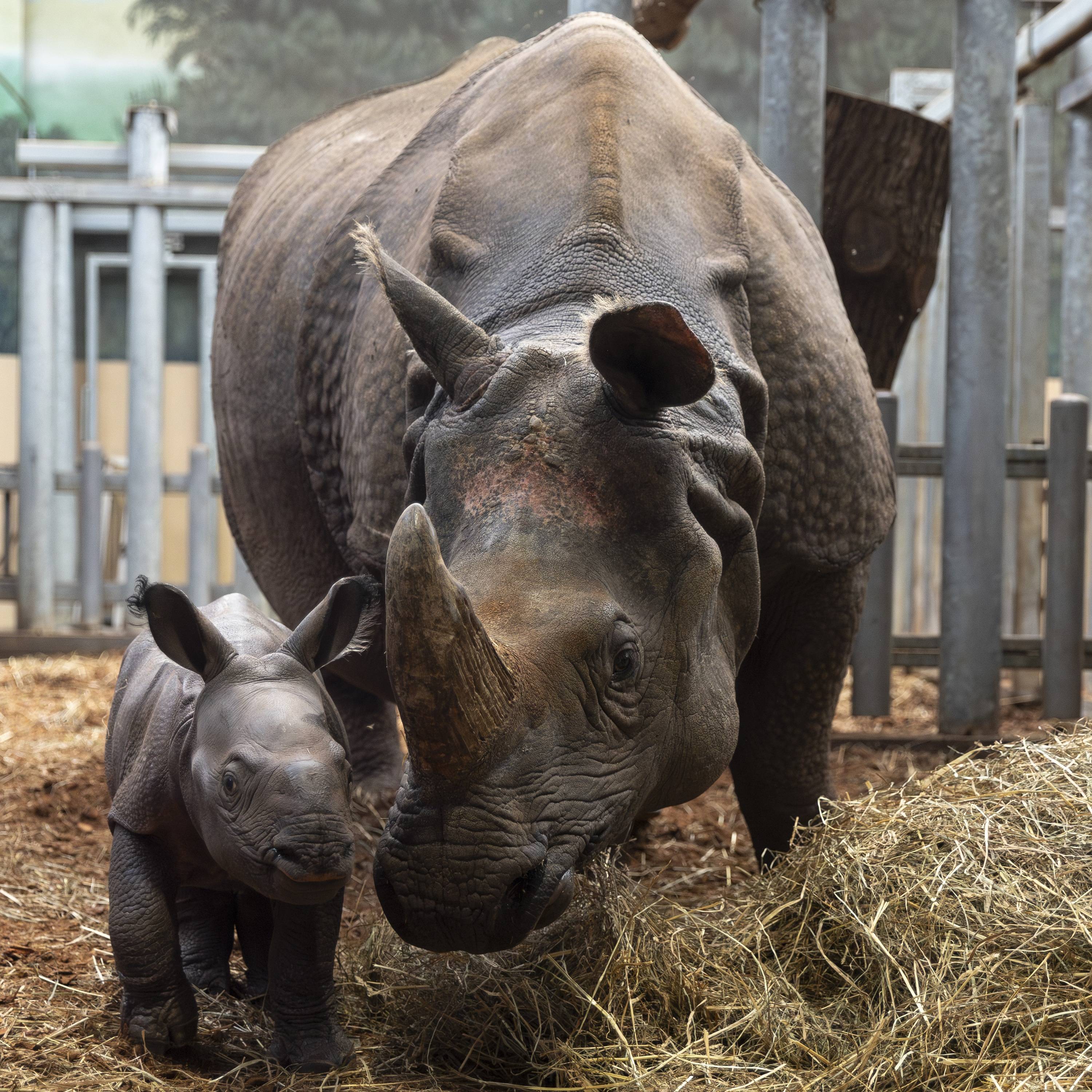 © ZooParc de Beauval