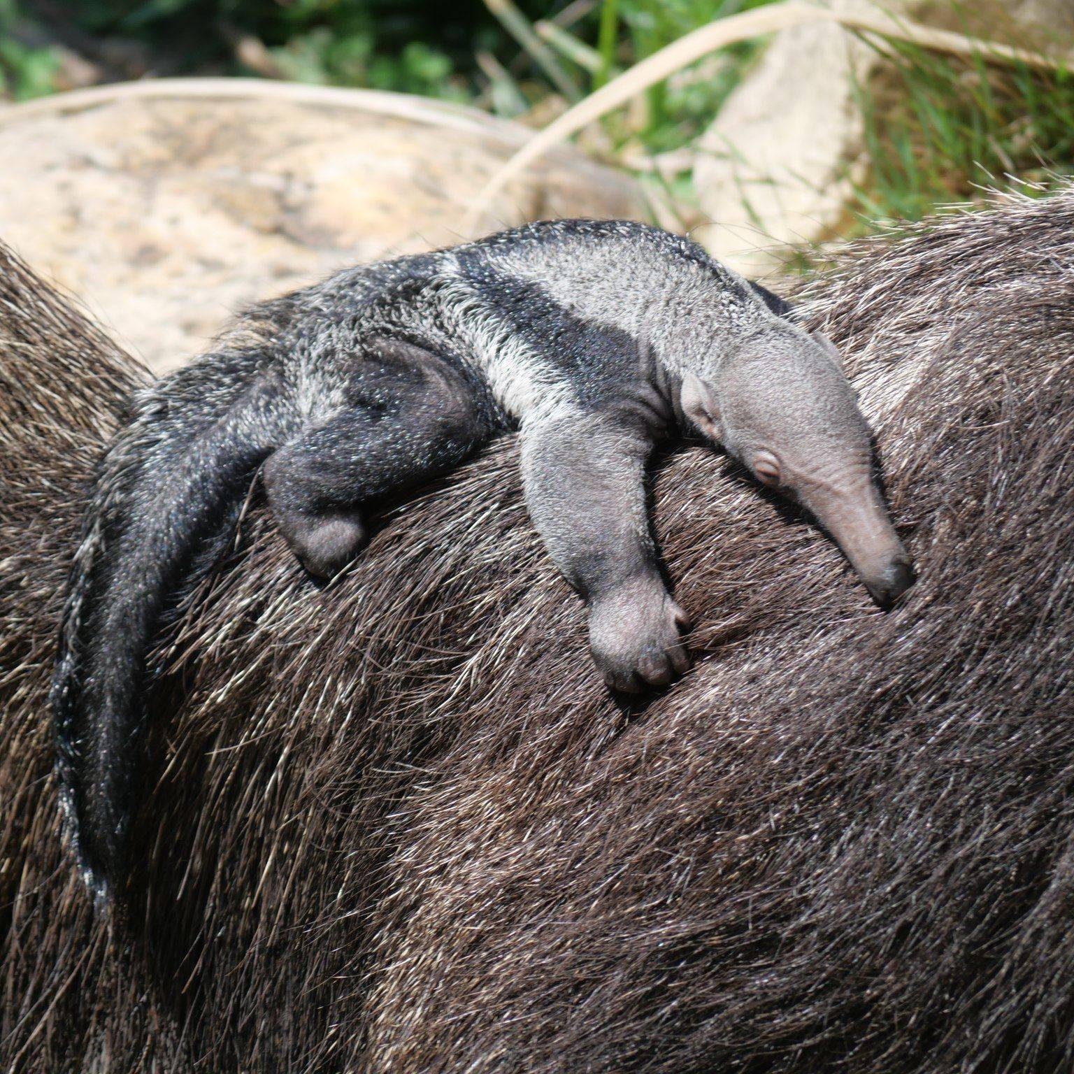 © Laëtitia Lassalle - Biotropica