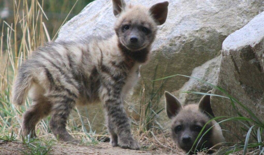 © MNHN – C. Ricard