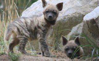 © MNHN – C. Ricard