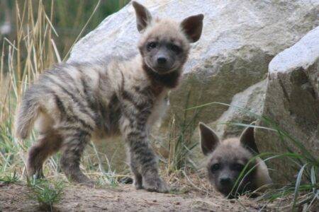 © MNHN – C. Ricard