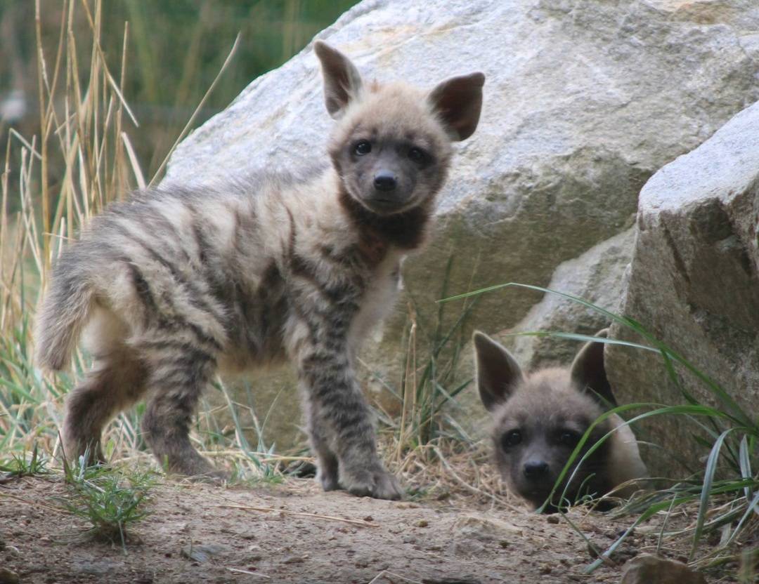 © MNHN – C. Ricard