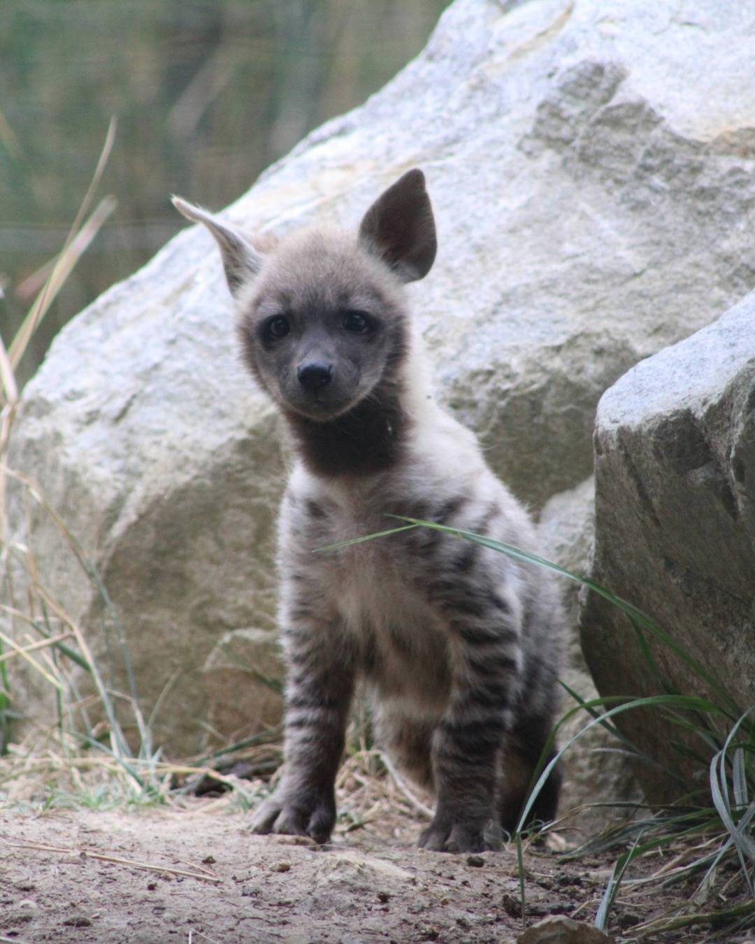 © MNHN – C. Ricard