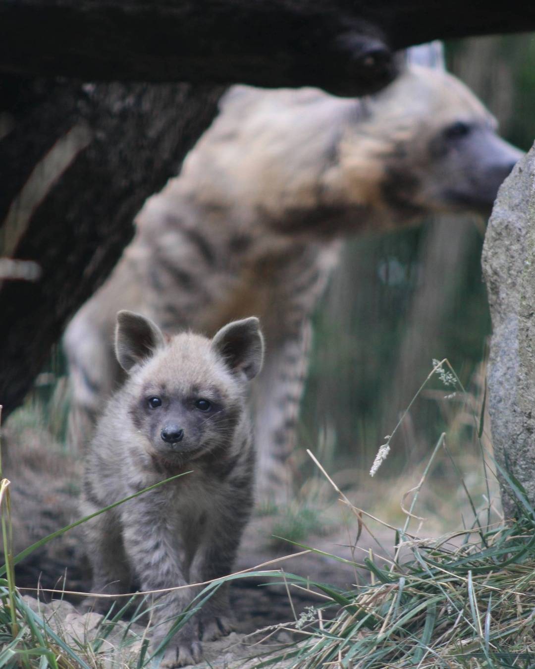 © MNHN – C. Ricard