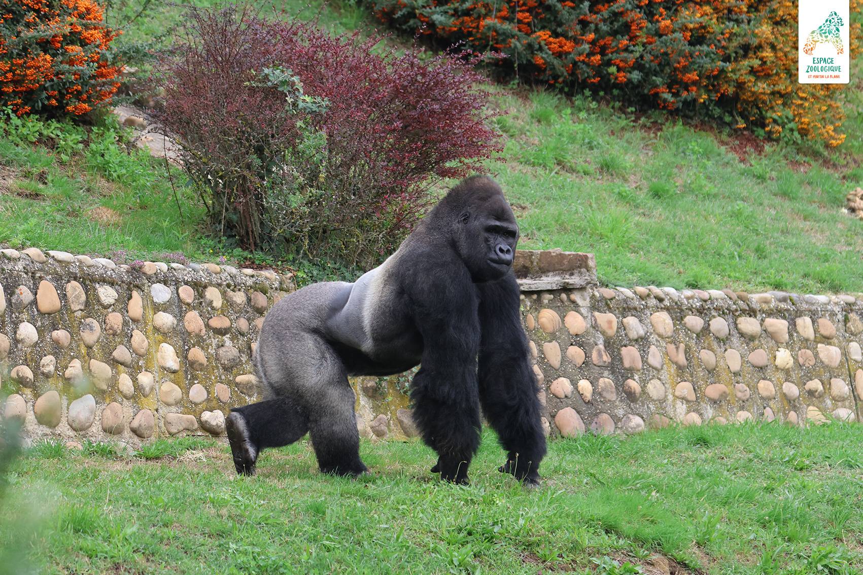 © Espace Zoologique de Saint-Martin-la-Plaine
